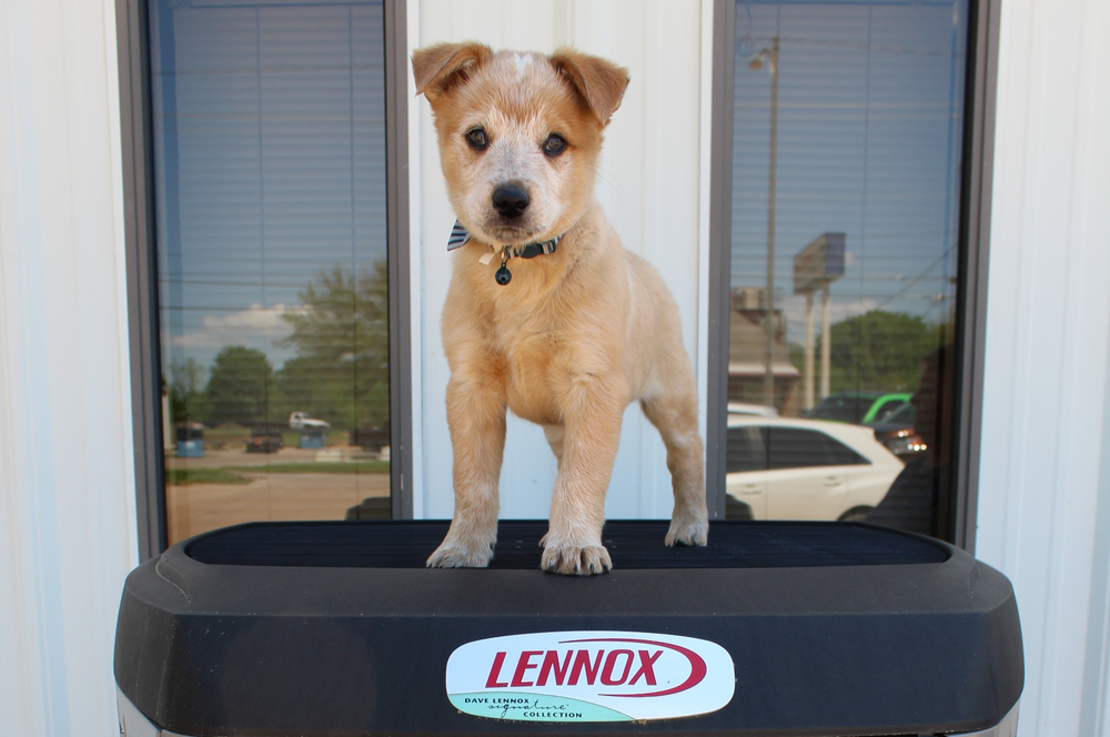 Cure Puppy On a Lennox Air Handler